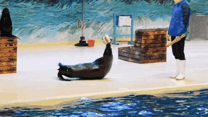 二月份临沂海洋世界主题公园,临沂海洋世界门票哪些人免票