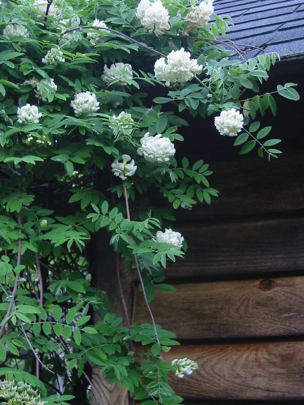 紫藤中最有名的品种叫什么名字,非常好种不需要太阳的紫藤品种