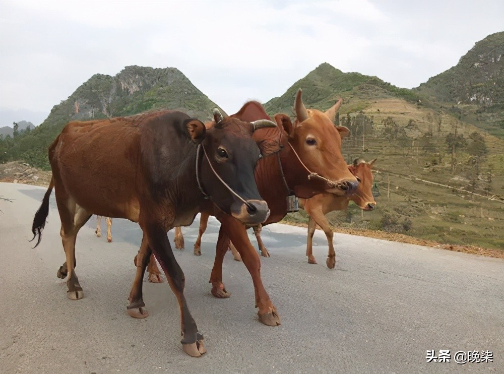 家乡往事——我家的老黄牛