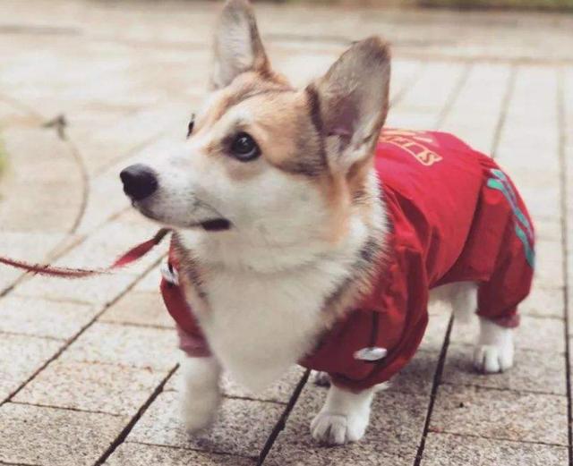 遛狗时狗被什么吸引住不走,遛狗拉不住