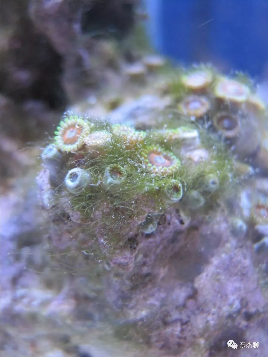 海缸藻类,海缸绿藻的控制方法