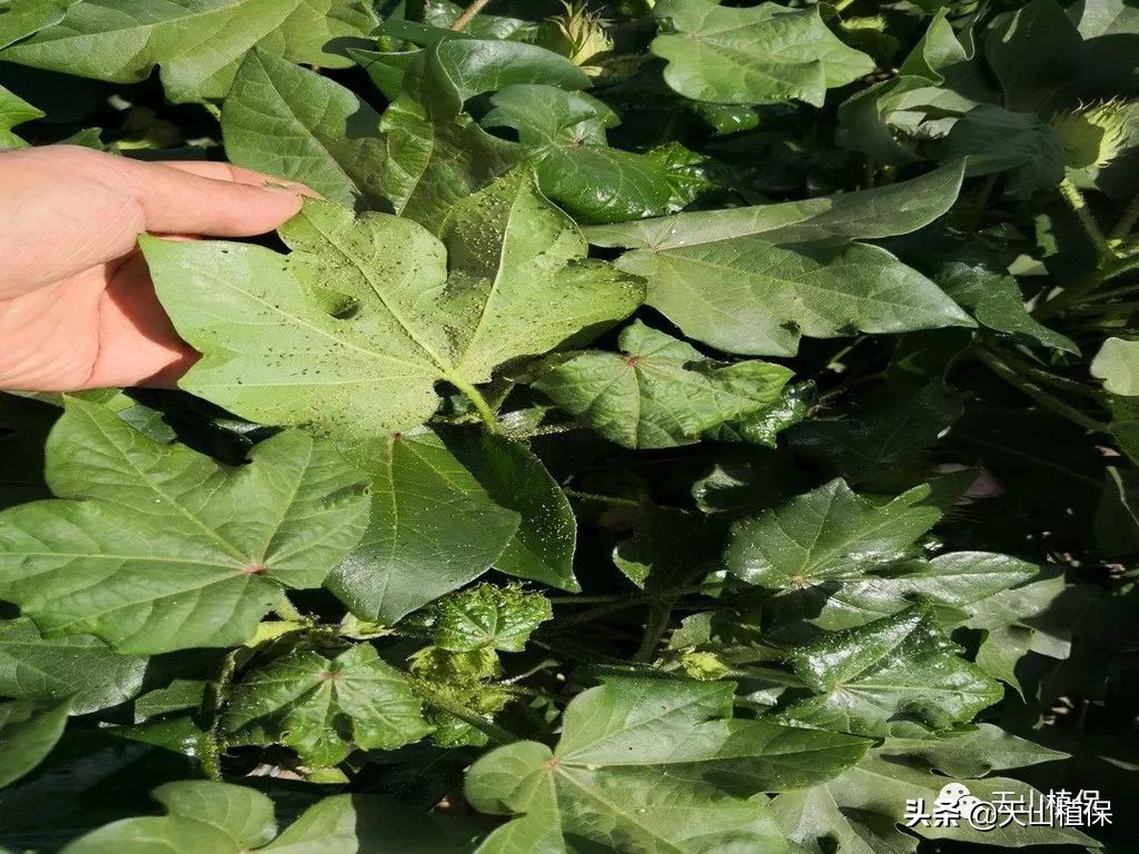 2021农业病虫害,2023年农作物病虫害防治专题会