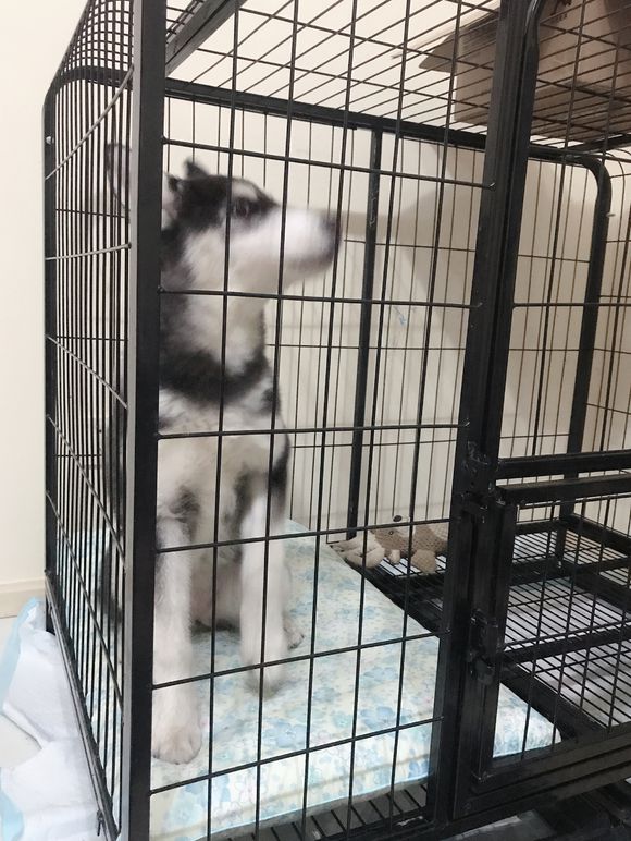 我家二哈七个月不长高怎么回事,我家二哈不长高怎么回事