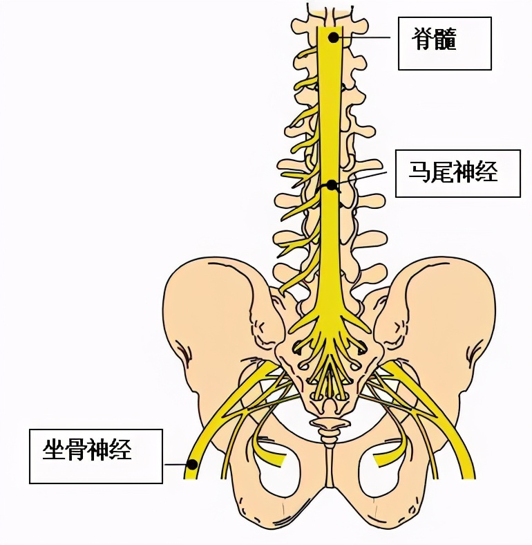 腰椎管狭窄微创手术有几种,腰椎狭窄微创手术有什么害处