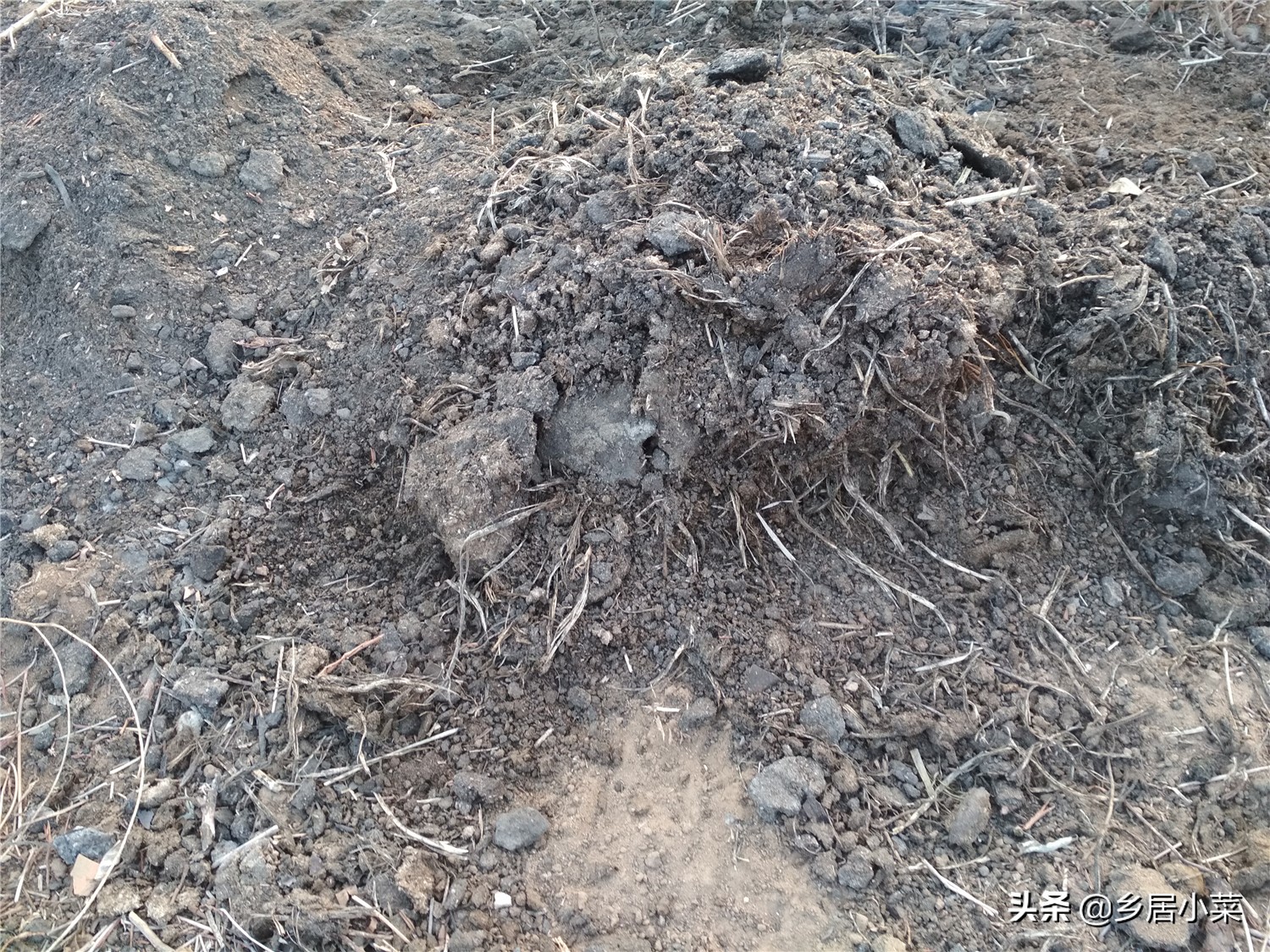 小香葱和葱苗的区别,小香葱幼苗多久才能长得粗壮