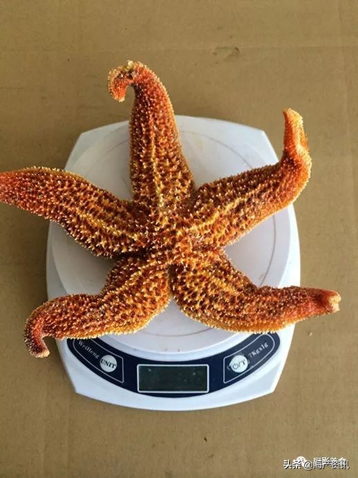 全世界顶级的4种海鲜,世界十大名贵海鲜