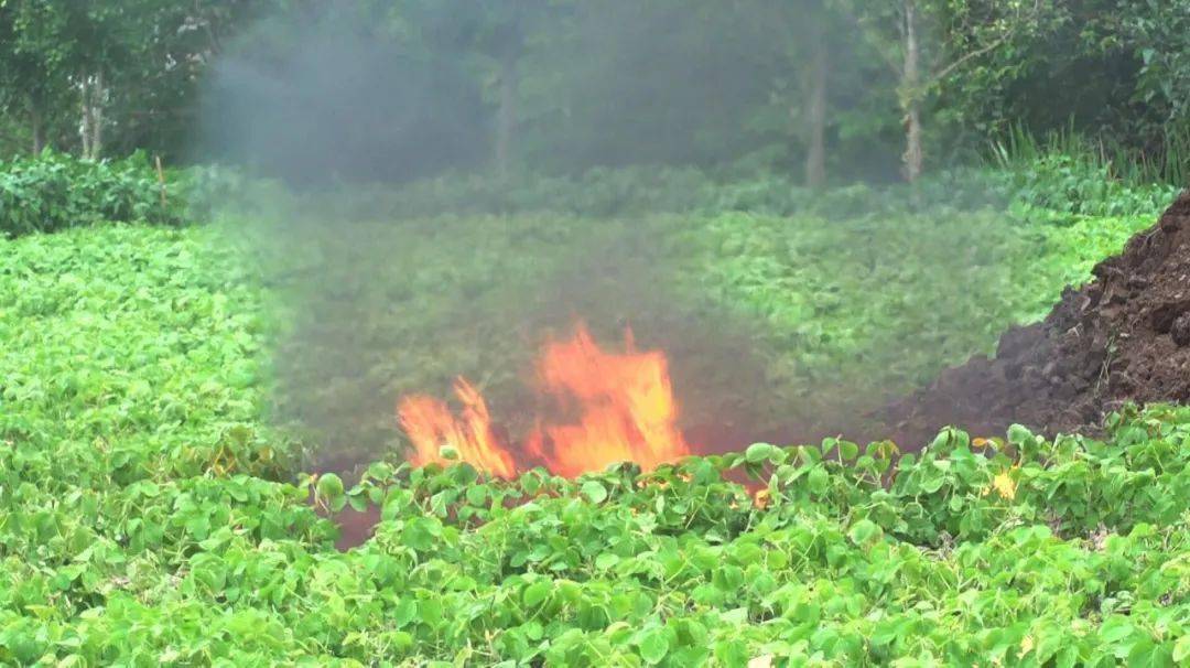 湖南一男子上厕所遇剧毒眼镜蛇,一男子在枕头下发现五步蛇