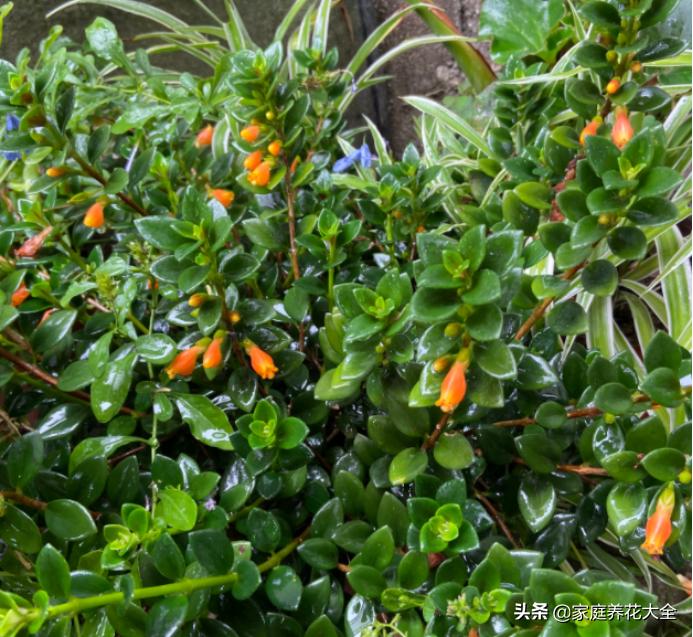 金鱼吊兰黄叶是什么原因,金鱼吊兰老是黄叶怎么回事