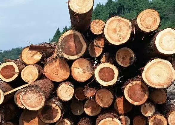 玩木头的乐趣,玩木头的18个基本知识