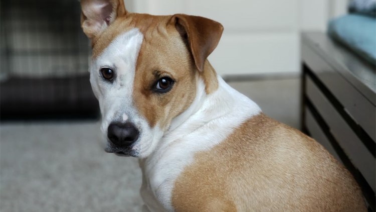 家里有狗需要买些什么,家里有狗狗用品