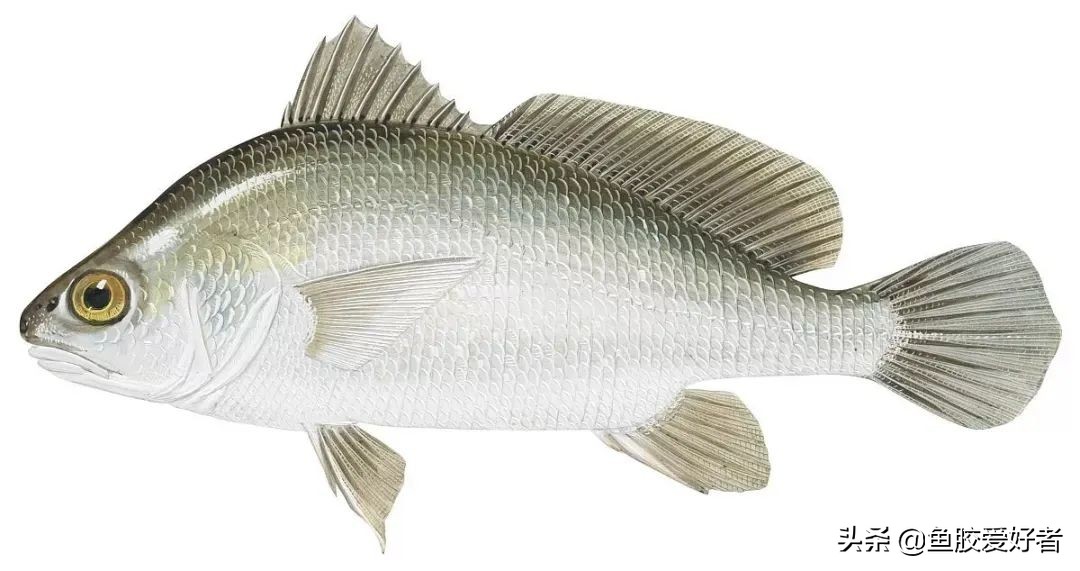 蜘蛛胶哪个产地值钱,真正的蜘蛛胶价格