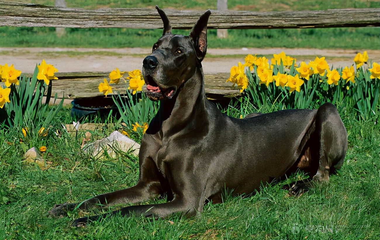 公认十大最好养的狗中型犬,狗界无攻击性的三大犬