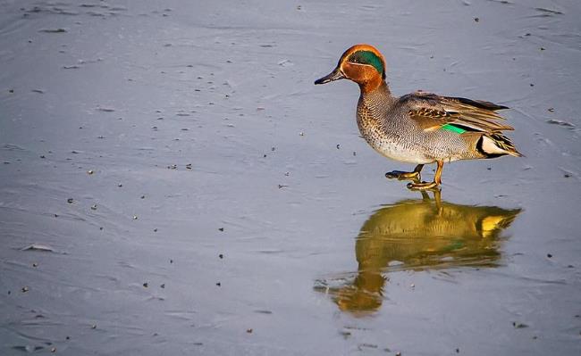 高清童年常见飞禽篇(值得珍藏)