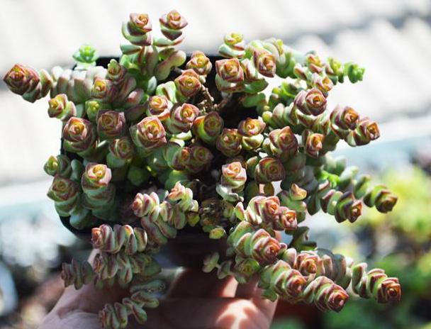 秋天怎么养钱串？4点养护小常识，助你收获满盆小铜钱