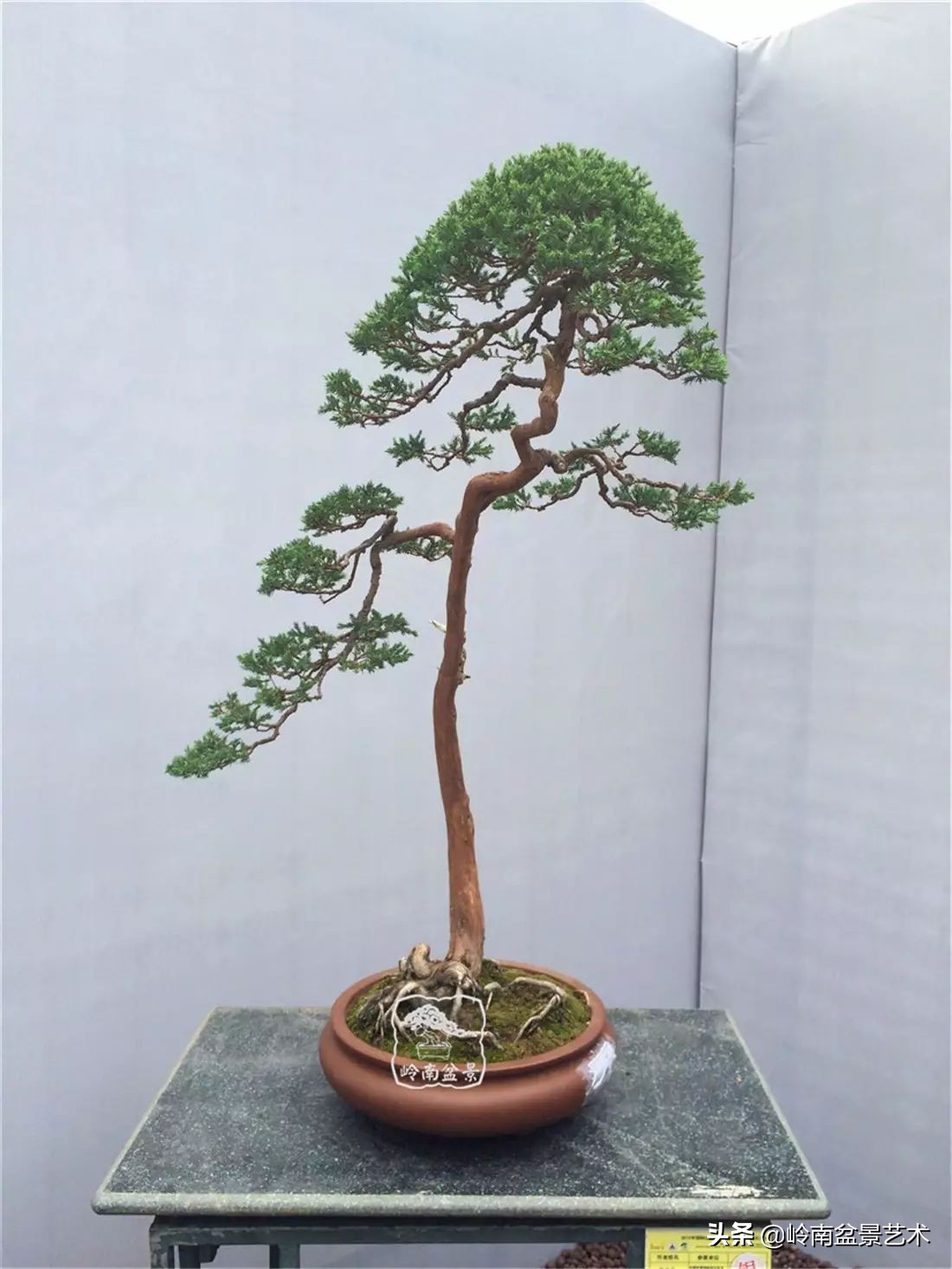 盆景结顶的形式,最好的盆景结顶方法