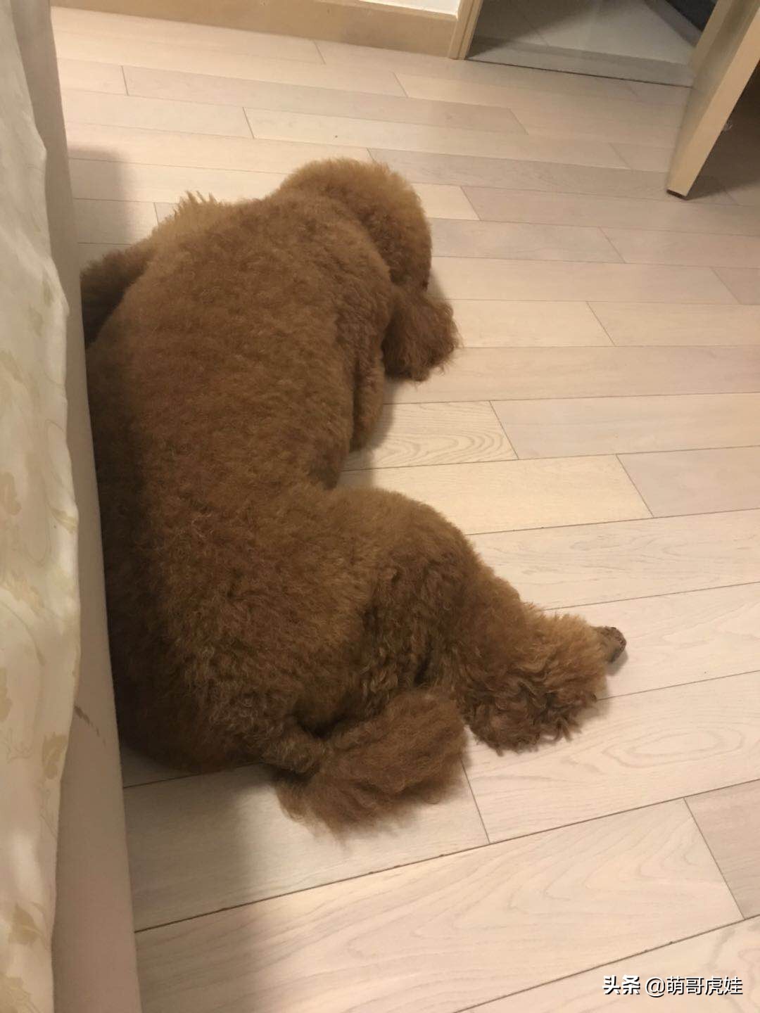 泰迪怕打雷下雨,泰迪打雷发抖