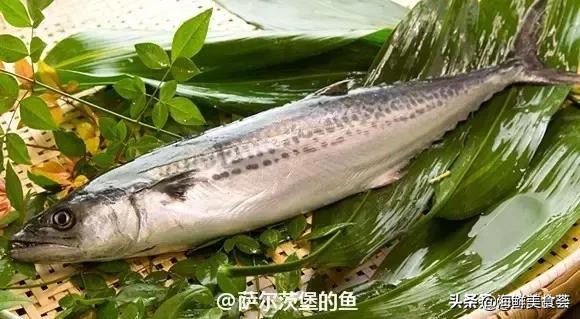 32种经典寿司做法视频,寿司常用的鱼