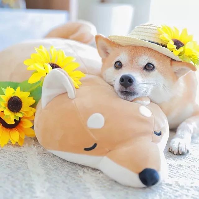 比人还会拍照的狗，简直萌炸朋友圈了