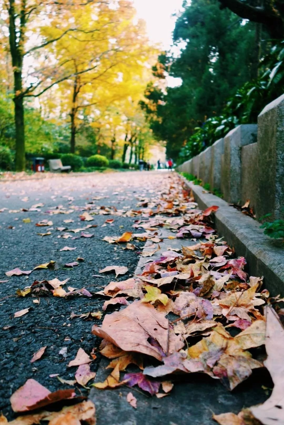 一到秋天南京就成了金陵,一入秋南京就成了金陵