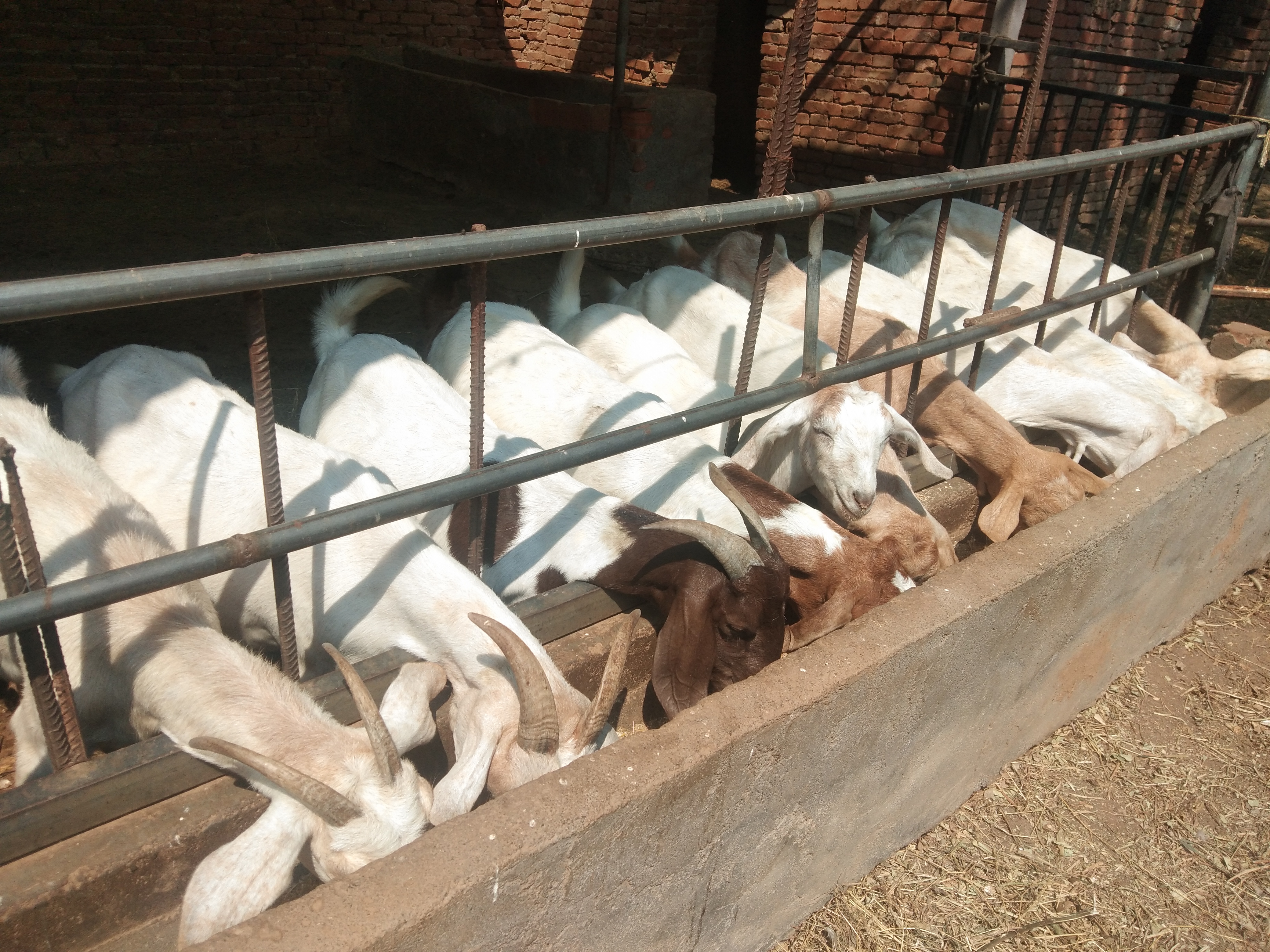 育肥羊喂豆腐渣的好处,豆腐渣喂羊的正确吃法