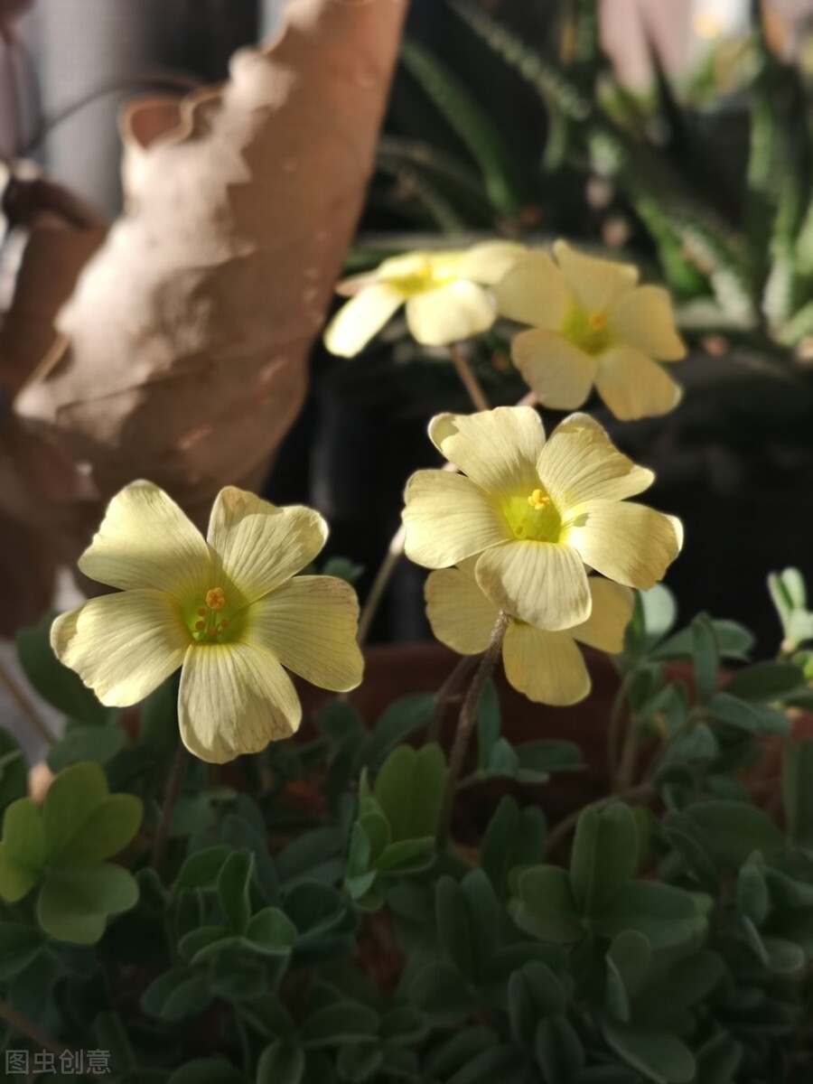 园林人需要知道的85个花卉知识,园林花卉的种类及图片