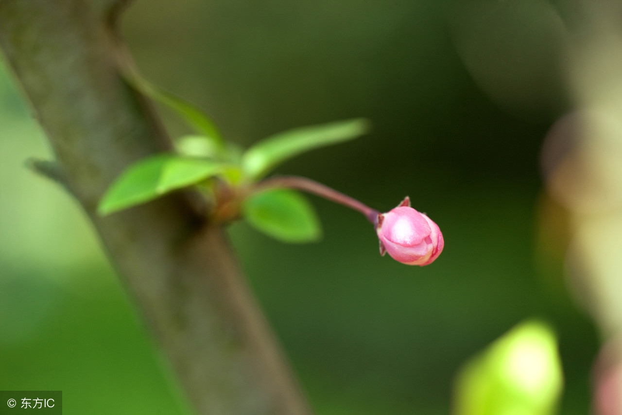 宋词300首精选短篇大全,宋词三百首精选大全