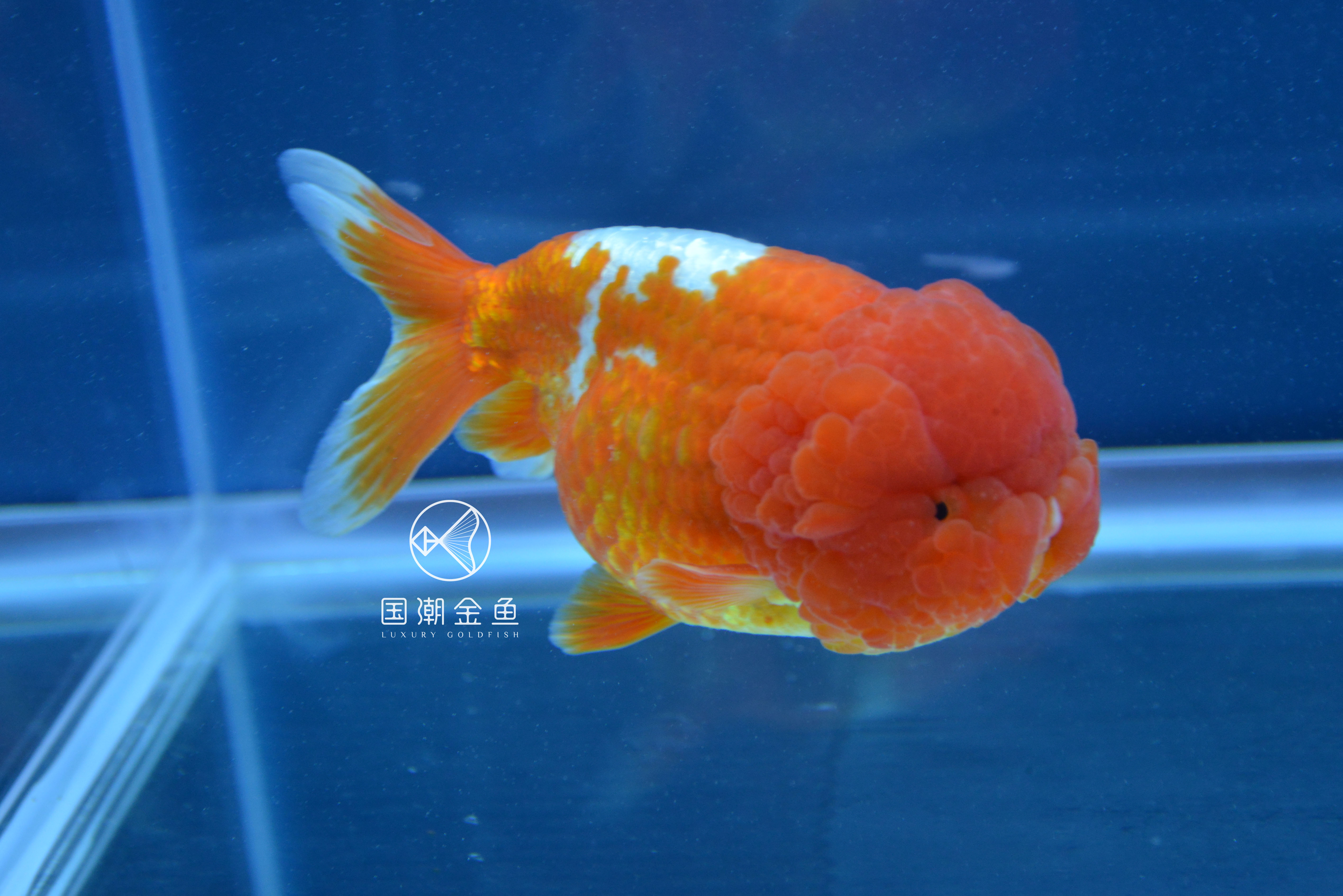 饲养金鱼的正确方法是什么,饲养金鱼水温