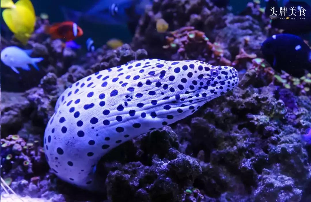 色彩斑斓的海底珊瑚,五彩缤纷的海洋生物视频