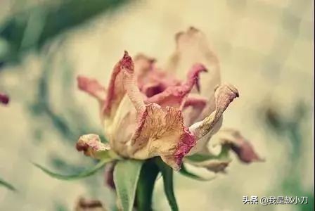 飞秒激光近视手术有什么副作用,矫正近视手术有什么副作用