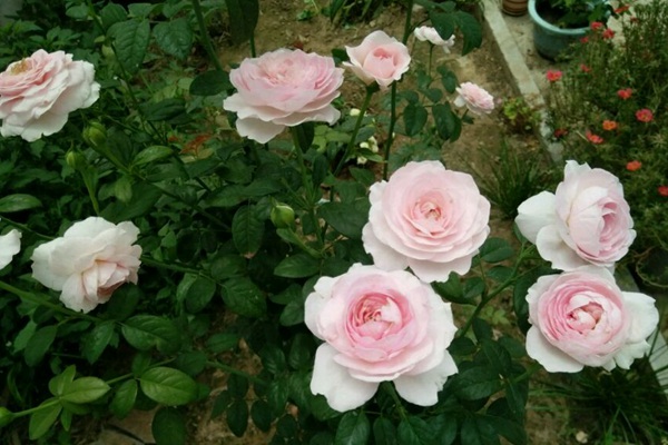 最适合做花墙的四季开花藤本月季,适合做花墙的藤本月季推荐