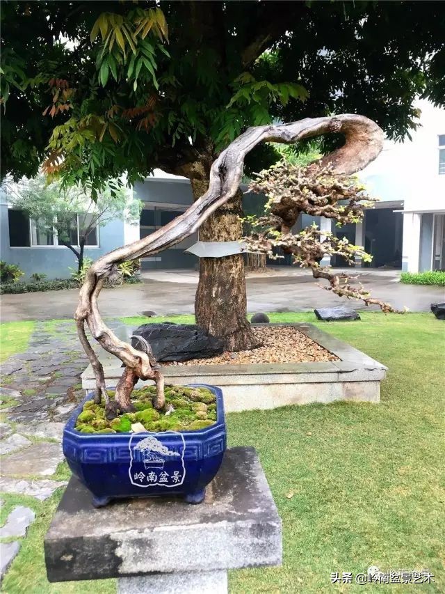 榆树盆景何时修剪最好,盆景怎样修剪最好看