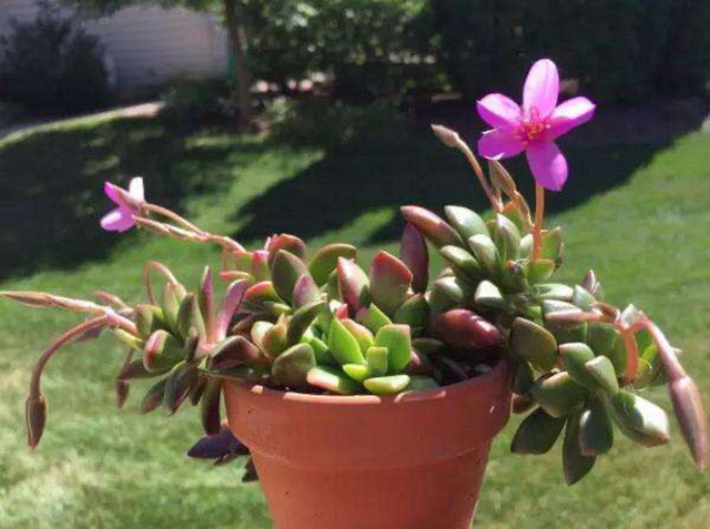 多肉开花了舍不得剪掉,多肉开花是去还是留