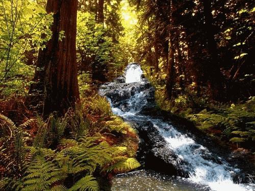 虫草山水画,四季花草山水画作品欣赏