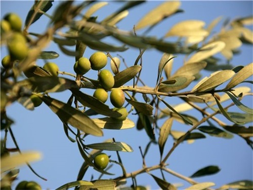 什么品种的橄榄树适合家庭种植,橄榄树种植条件要求
