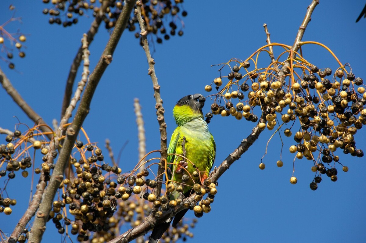 消失的苦楝树为什么很少,苦楝树为什么不长在深山