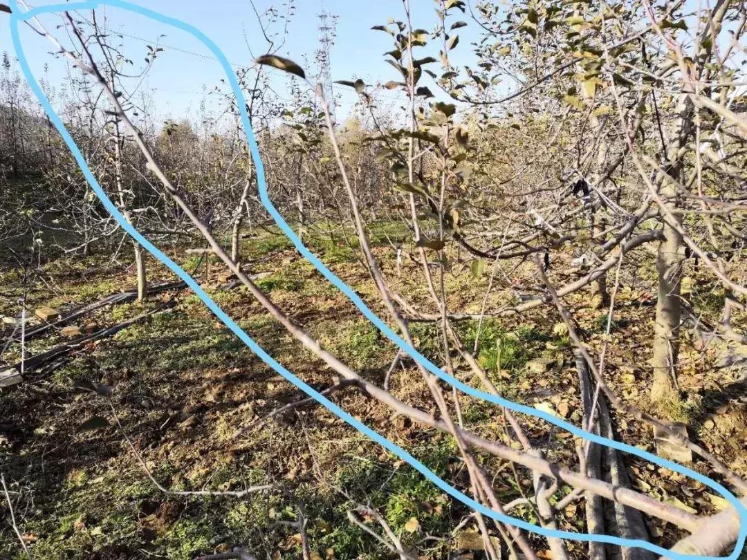 矮化富士苹果树修剪视频,衰弱的短枝富士苹果树修剪全视频