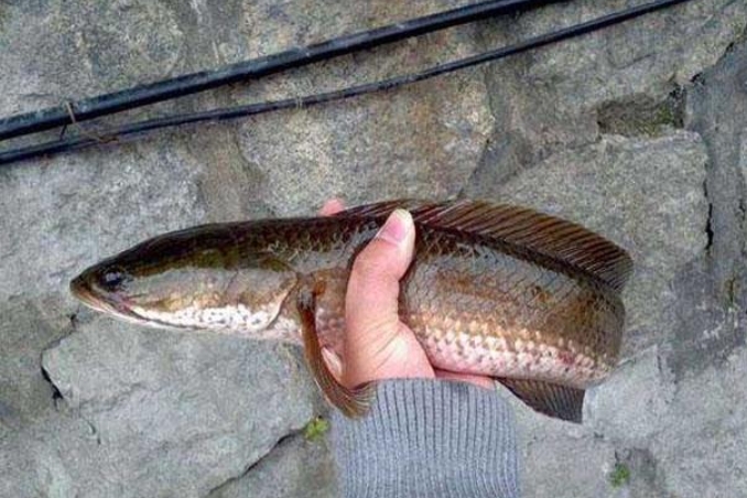 二十年老鱼塘钓黑鱼,黑鱼怎么钓又简单又好