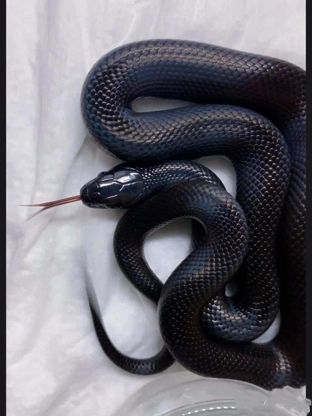 真的有人养蛇吗,是不是真的有人在养蛇