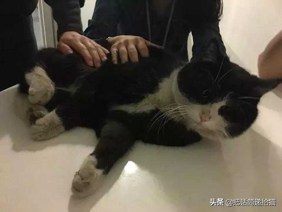 猫故事书籍,猫故事小说