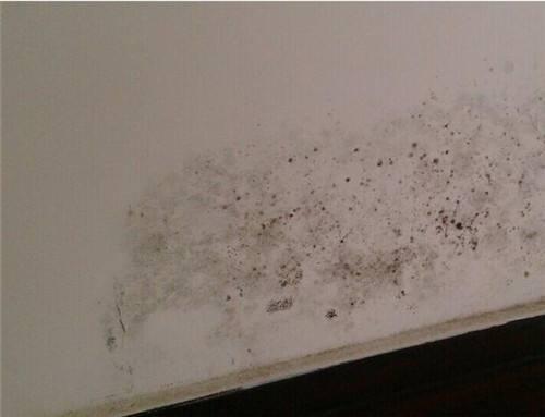 墙体发霉脱皮怎么贴自粘墙纸,墙面发霉起皮彻底解决方法