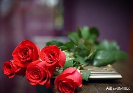 玫瑰花如何延长保鲜,让爱更永久