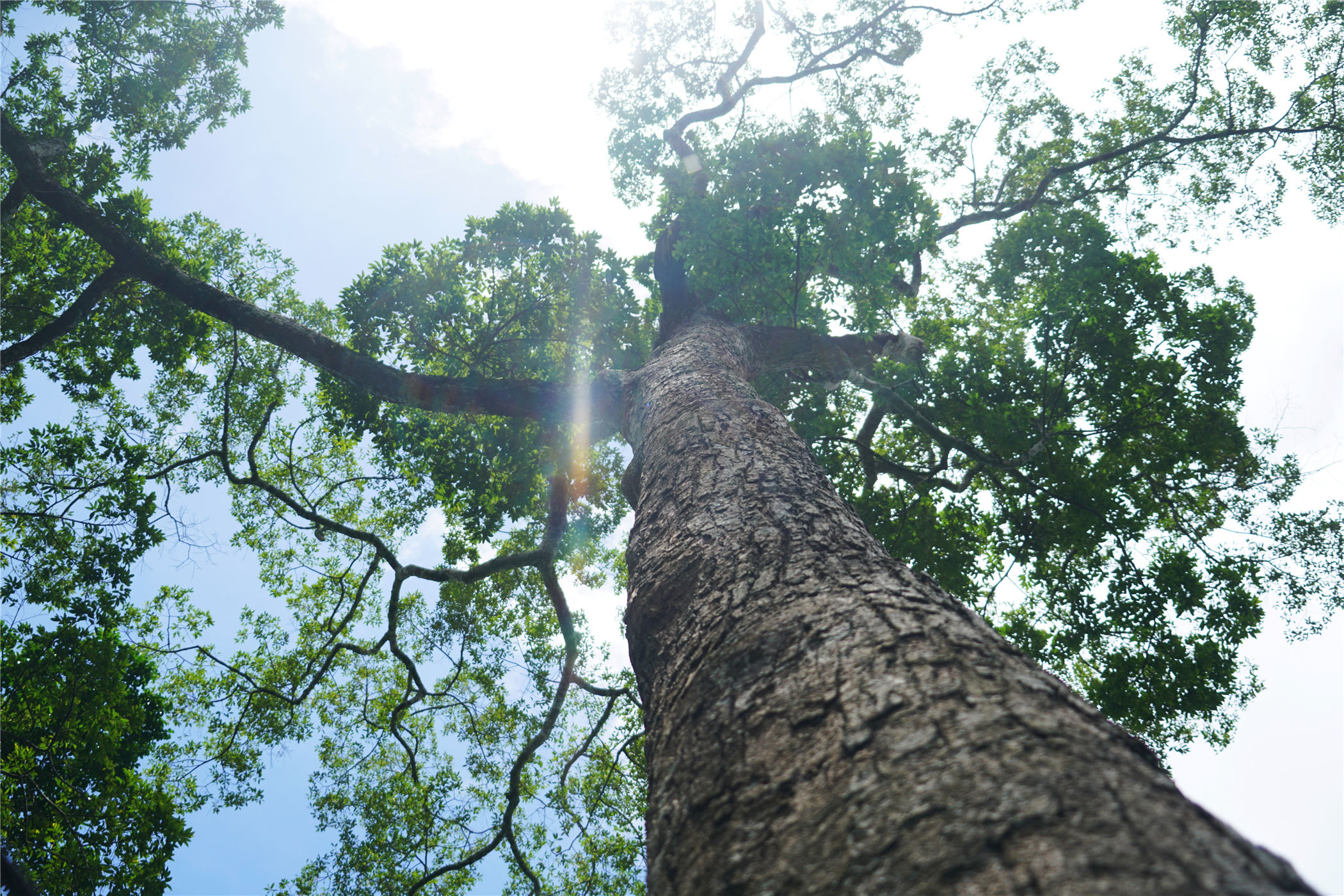 热带雨林丛林深处望天树图片,热带雨林中的望天树