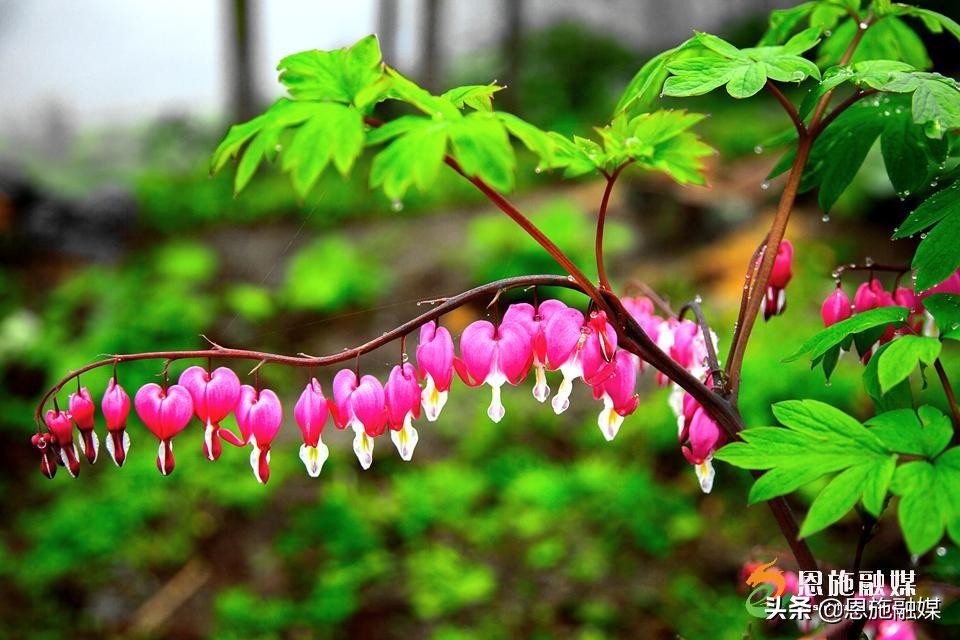 李伦英：用镜头记录家乡的美丽