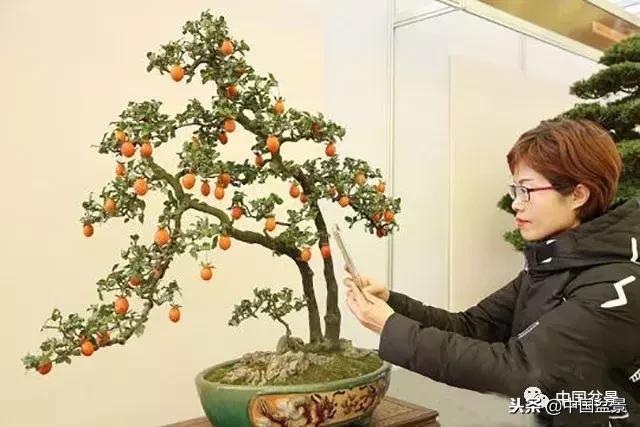 盆景不具有收藏价值,盆景不能有功利心