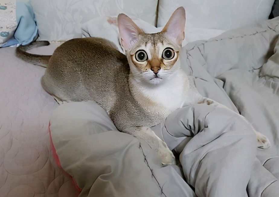 100种猫咪品种,100种猫咪名字大全