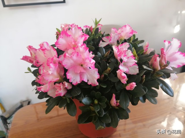 杜鹃花出现干枝什么原因,杜鹃花干枝是怎么回事