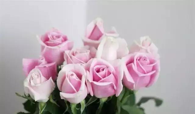 4000种不一样的玫瑰品种大全,100种玫瑰品种图鉴大全