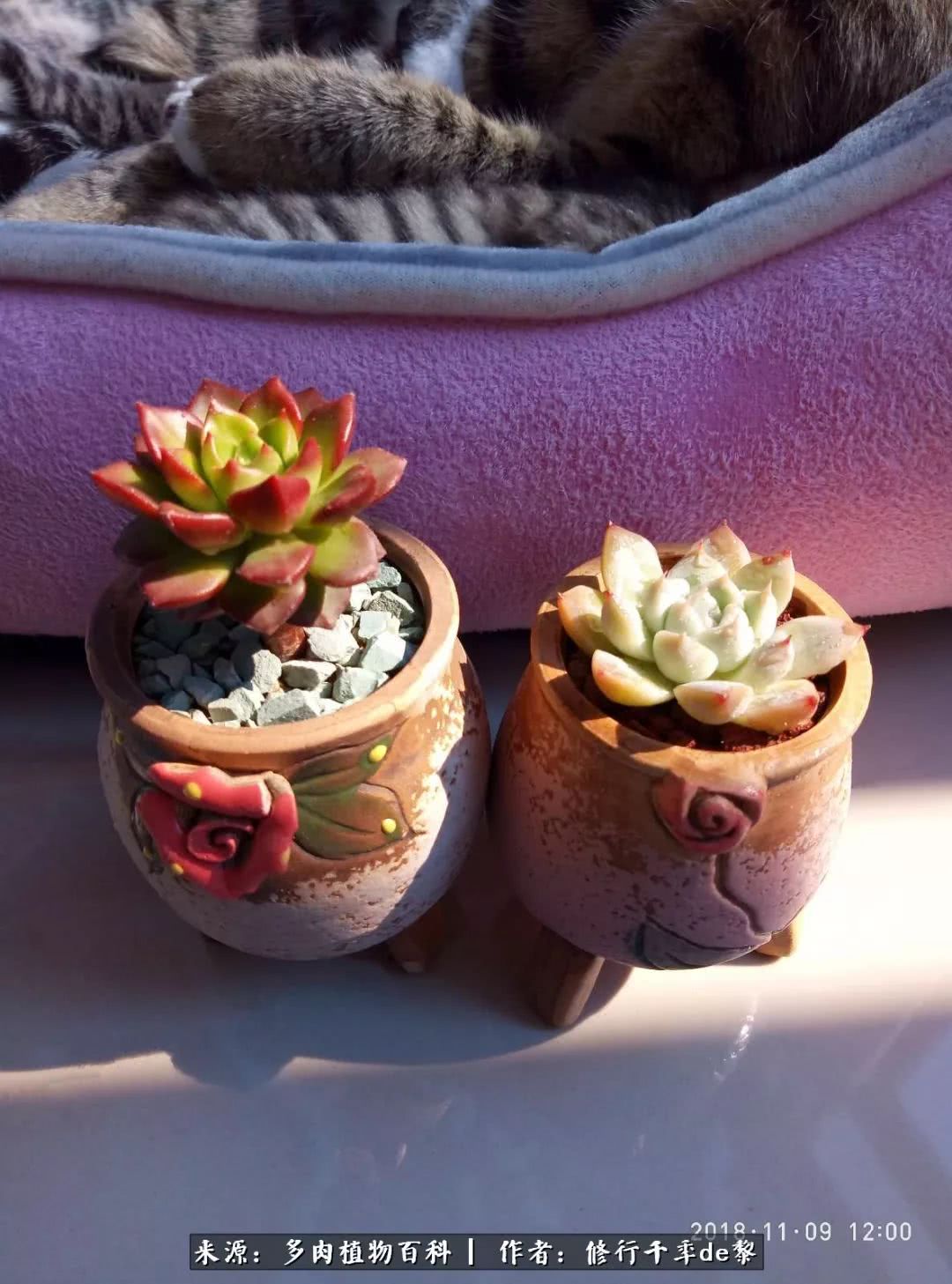 鱼和熊掌不可兼得自由和爱情,鱼和熊掌不可兼得胖和丑如影随形