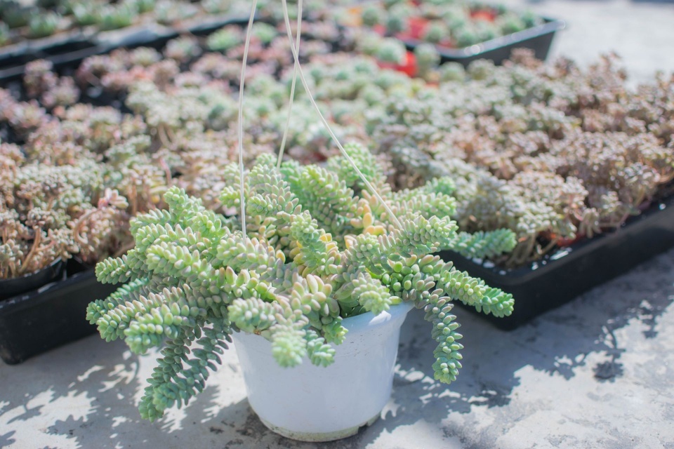 多肉黑霉用不用剪掉,多肉黑茎咋办