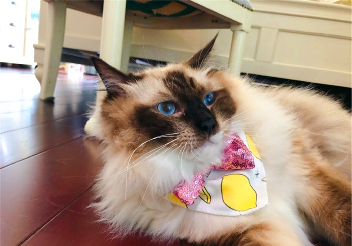 猫咪驱虫拉稀后应该怎么治,猫咪腹泻还能驱虫吗